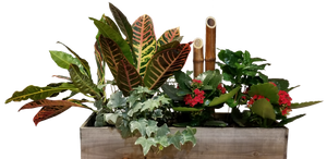 assorted tropical plant arrangement