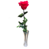 Red rose in a clear glass vase on a white background