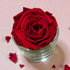 red preserved rose